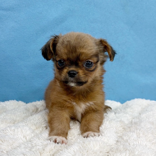 千葉県のハーフ犬・ミックス犬 (かねだい四街道店/2025年11月29日生まれ/女の子/レッド)の子犬の3枚目の画像