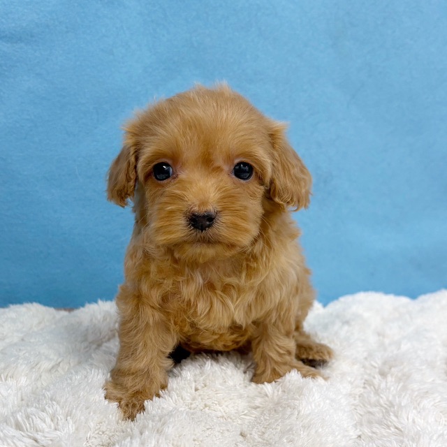 千葉県のハーフ犬・ミックス犬 (かねだい四街道店/2025年11月29日生まれ/女の子/レッド)の子犬の1枚目の画像