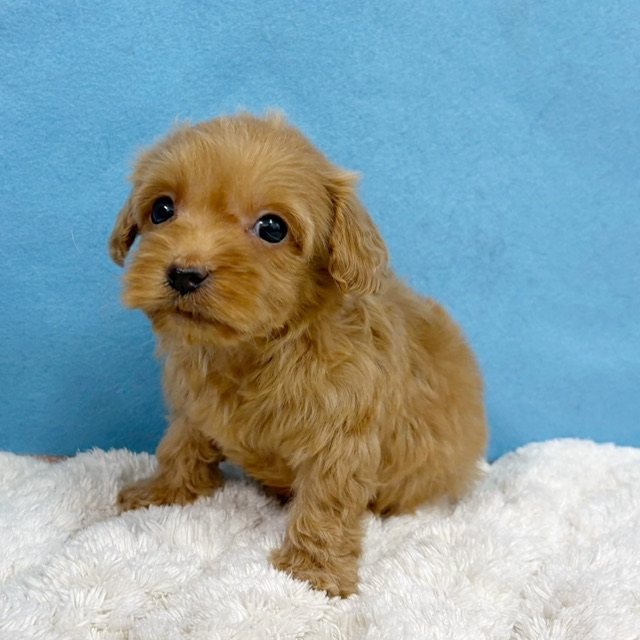 千葉県のハーフ犬・ミックス犬 (かねだい四街道店/2025年11月29日生まれ/女の子/レッド)の子犬の2枚目の画像