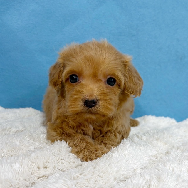 千葉県のハーフ犬・ミックス犬 (かねだい四街道店/2025年11月29日生まれ/女の子/レッド)の子犬の3枚目の画像