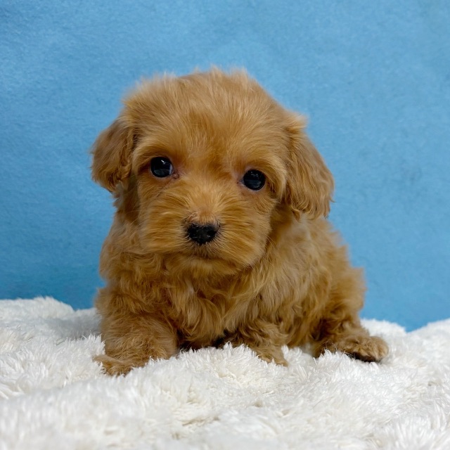 千葉県のハーフ犬・ミックス犬 (かねだい四街道店/2025年11月29日生まれ/女の子/レッド)の子犬の4枚目の画像