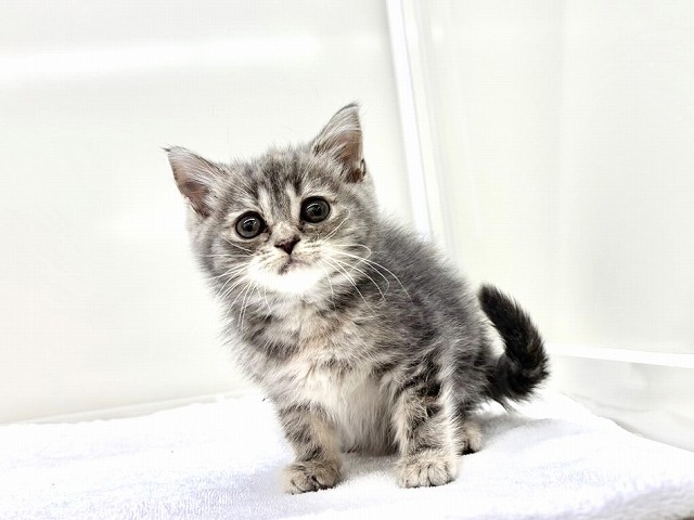 東京都のスコティッシュフォールド (かねだい本町田店/2025年11月29日生まれ/女の子/ブルークリーム)の子猫の3枚目の画像