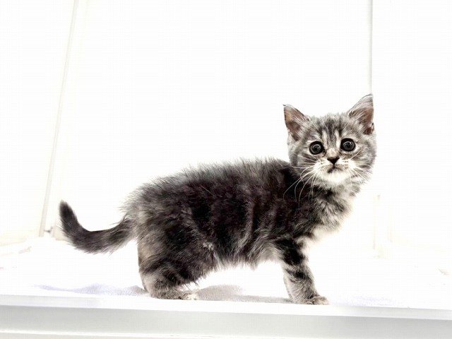 東京都のスコティッシュフォールド (かねだい本町田店/2025年11月29日生まれ/女の子/ブルークリーム)の子猫の4枚目の画像