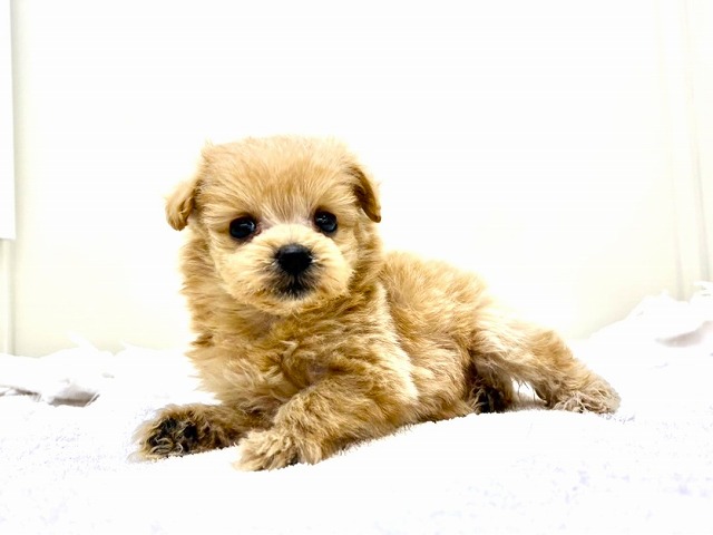 東京都のポメプー(ポメラニアン×プードル) (かねだい本町田店/2025年11月29日生まれ/女の子/アプリコット)の子犬の1枚目の画像