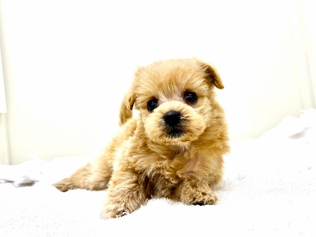 東京都のポメプー(ポメラニアン×プードル) (かねだい本町田店/2025年11月29日生まれ/女の子/アプリコット)の子犬の3枚目の画像