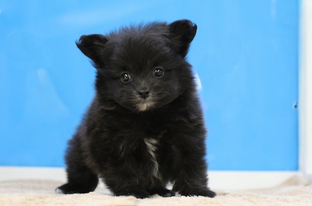 埼玉県のチワプー/プーチー(チワワ×プードル) (かねだい草加店/2025年11月27日生まれ/男の子/ブラックホワイト)の子犬の1枚目の画像