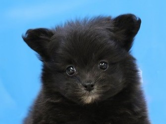 埼玉県のチワプー/プーチー(チワワ×プードル) (かねだい草加店/2025年11月27日生まれ/男の子/ブラックホワイト)の子犬の2枚目の画像