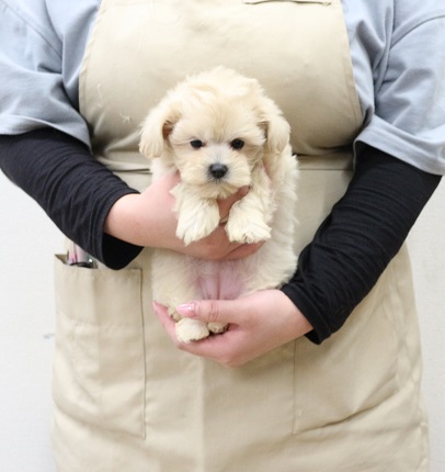 神奈川県のマルプー(マルチーズ×プードル) (かねだい伊勢原店/2025年11月27日生まれ/女の子/クリーム)の子犬