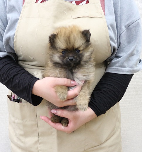 神奈川県のポメラニアン (かねだい伊勢原店/2025年11月29日生まれ/男の子/オレンジ)の子犬