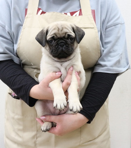 神奈川県のパグ (かねだい伊勢原店/2025年11月29日生まれ/男の子/フォーン)の子犬