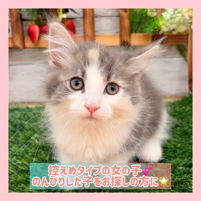 埼玉県のハーフ猫・ミックス猫 (かねだい所沢店/2025年11月1日生まれ/女の子/ダイリュートキャリコ)の子猫の1枚目の画像