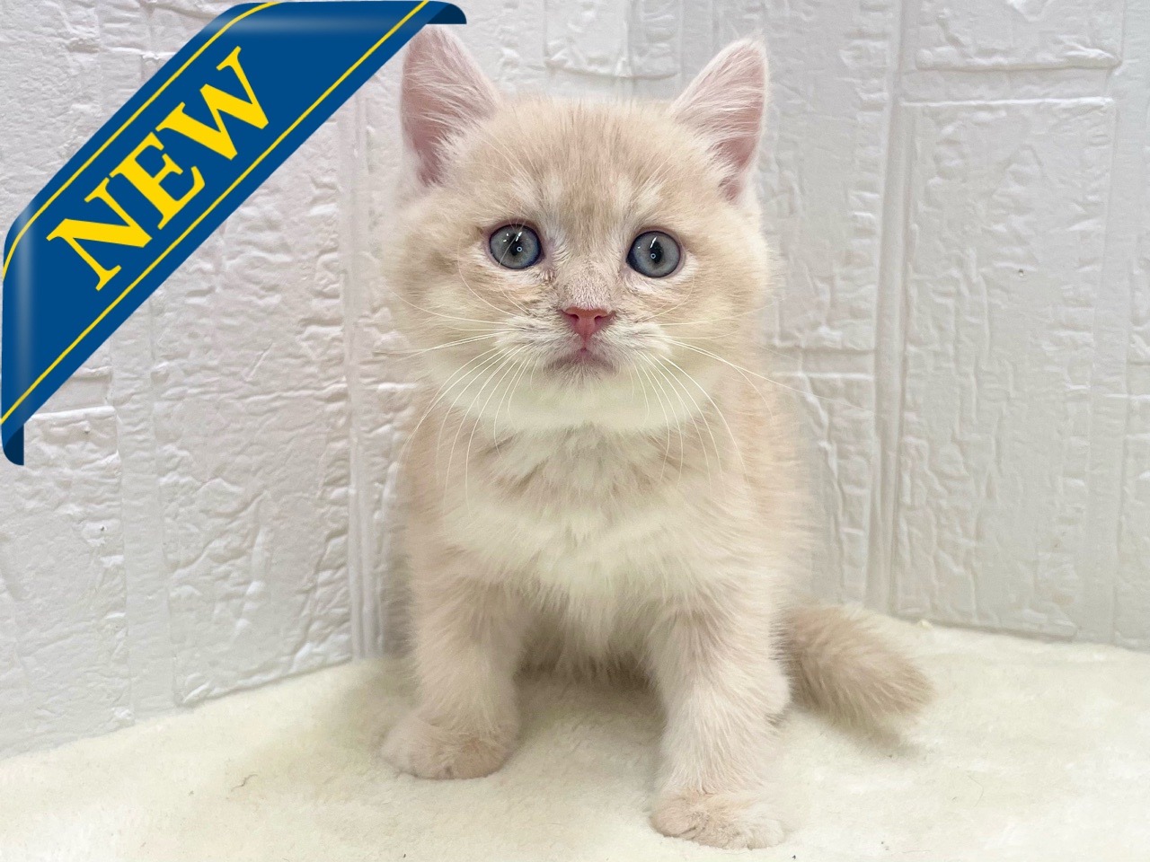 東京都のマンチカン (かねだい青梅店/2025年11月28日生まれ/男の子/クリームタビー)の子猫の1枚目の画像