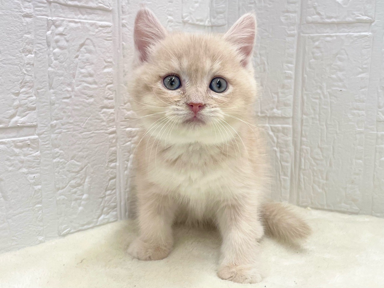 東京都のマンチカン (かねだい青梅店/2025年11月28日生まれ/男の子/クリームタビー)の子猫の2枚目の画像