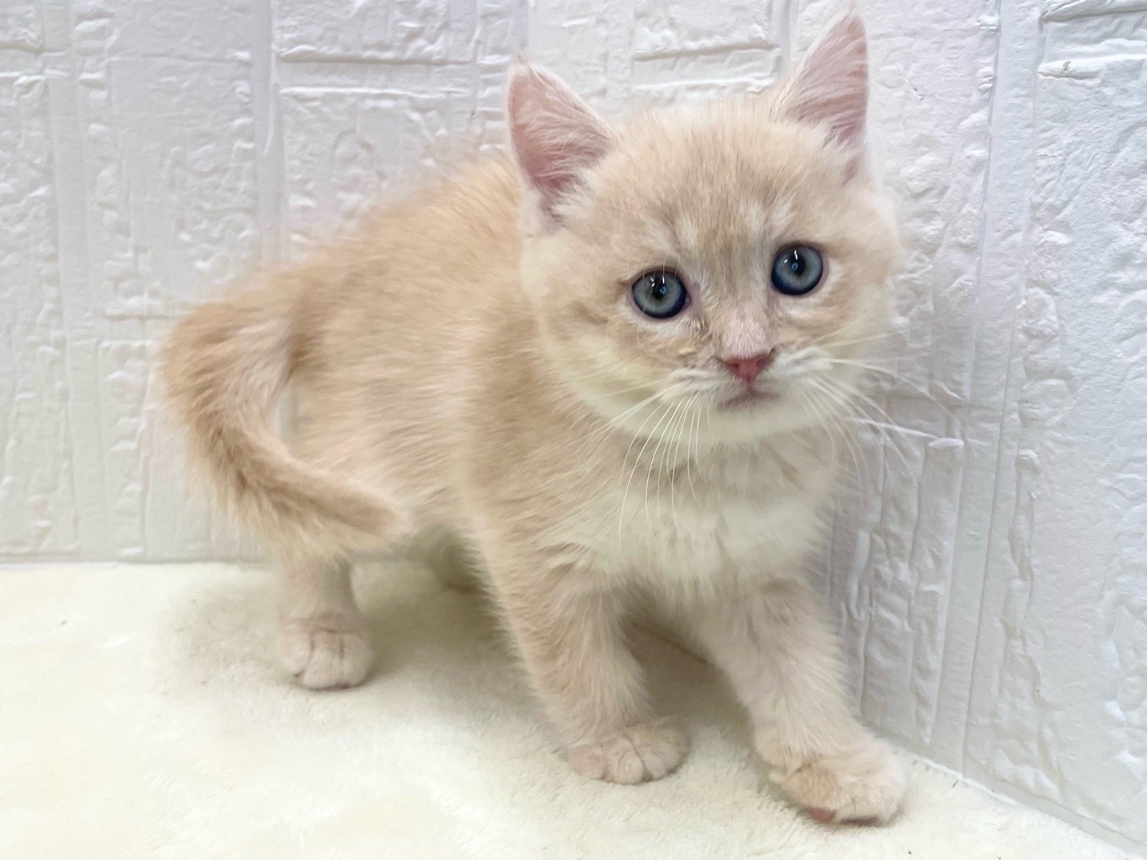 東京都のマンチカン (かねだい青梅店/2025年11月28日生まれ/男の子/クリームタビー)の子猫の4枚目の画像