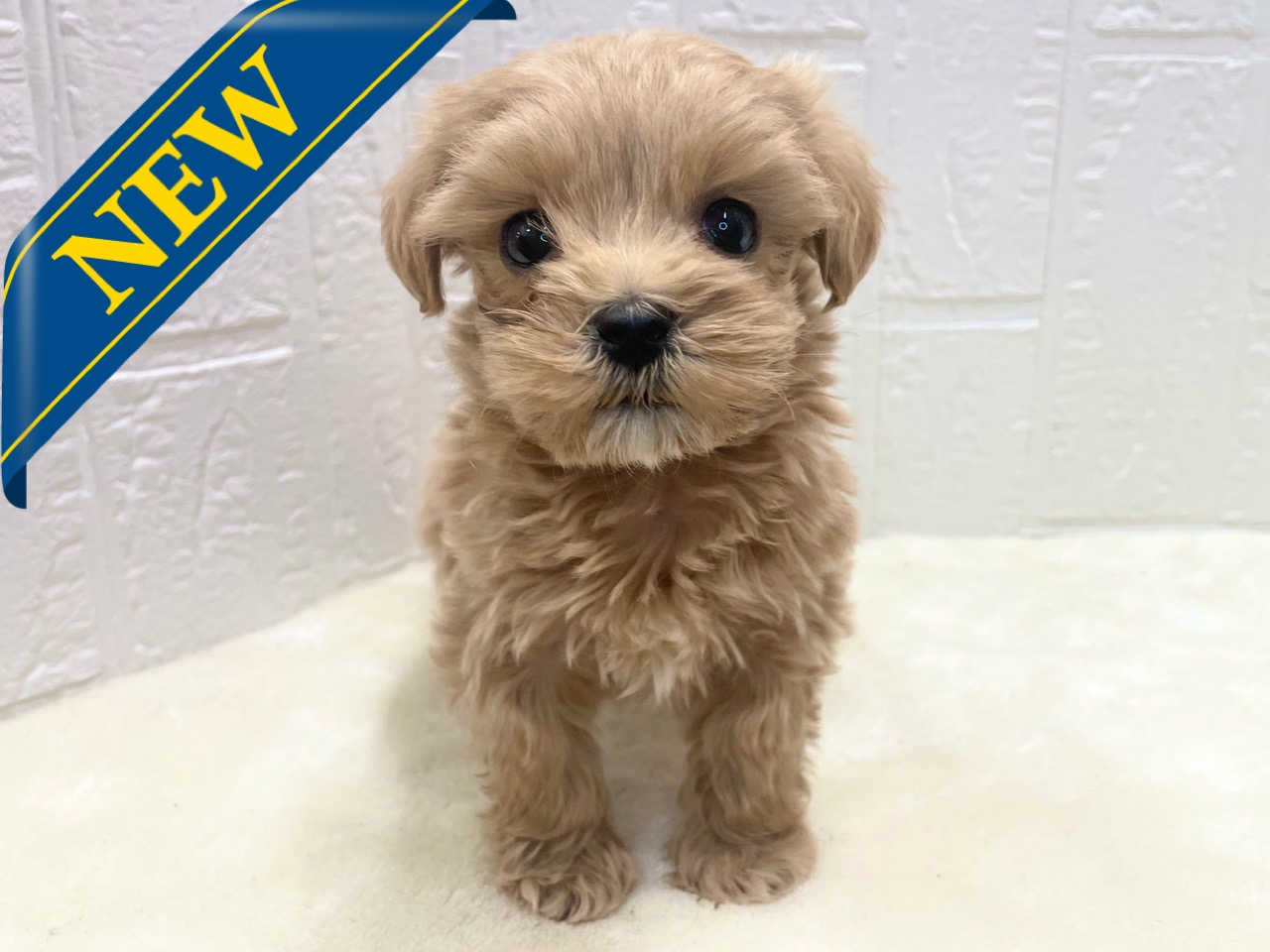 東京都のマルプー(マルチーズ×プードル) (かねだい青梅店/2025年11月29日生まれ/男の子/アプリコット)の子犬の1枚目の画像