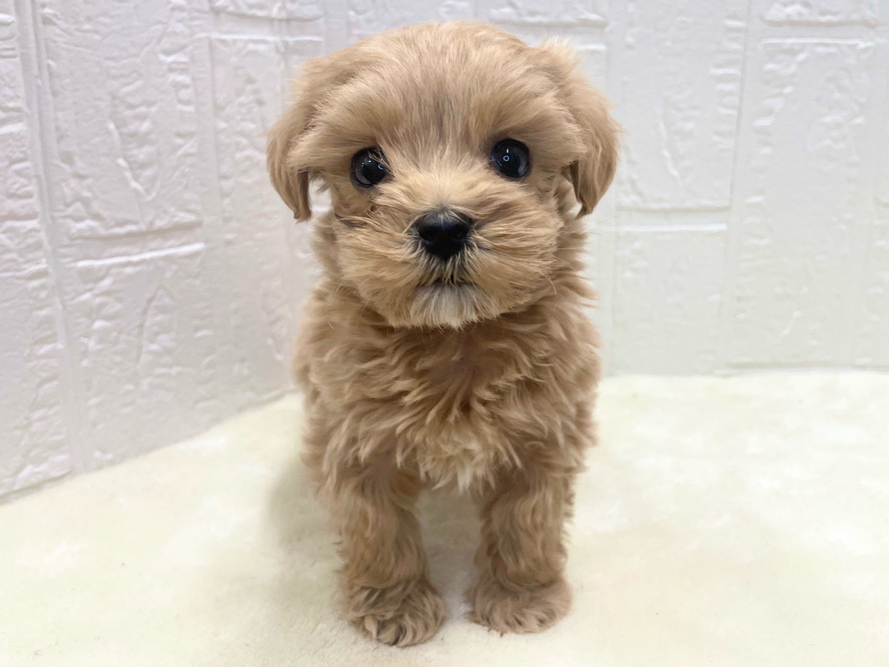 東京都のマルプー(マルチーズ×プードル) (かねだい青梅店/2025年11月29日生まれ/男の子/アプリコット)の子犬の2枚目の画像