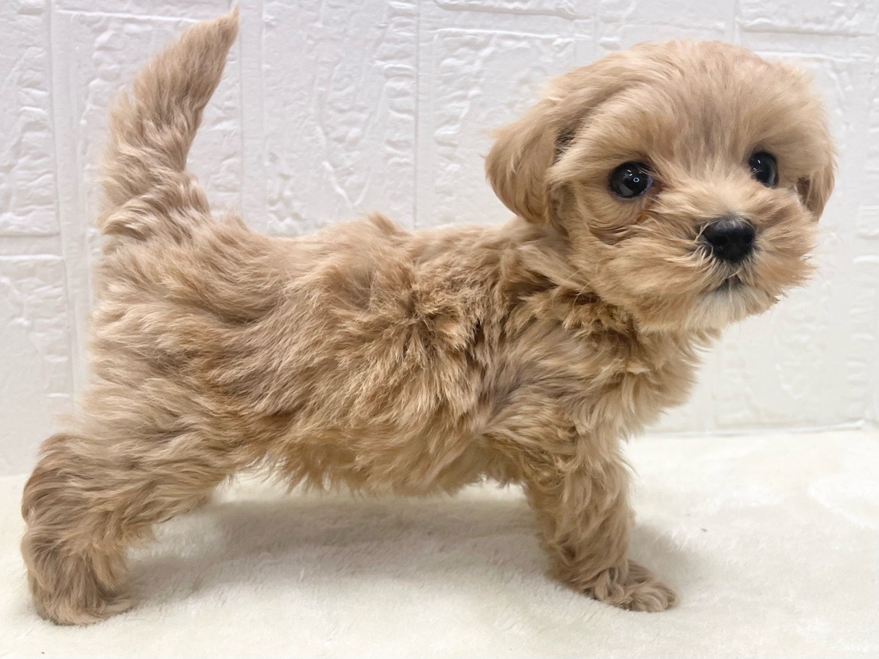 東京都のマルプー(マルチーズ×プードル) (かねだい青梅店/2025年11月29日生まれ/男の子/アプリコット)の子犬の3枚目の画像