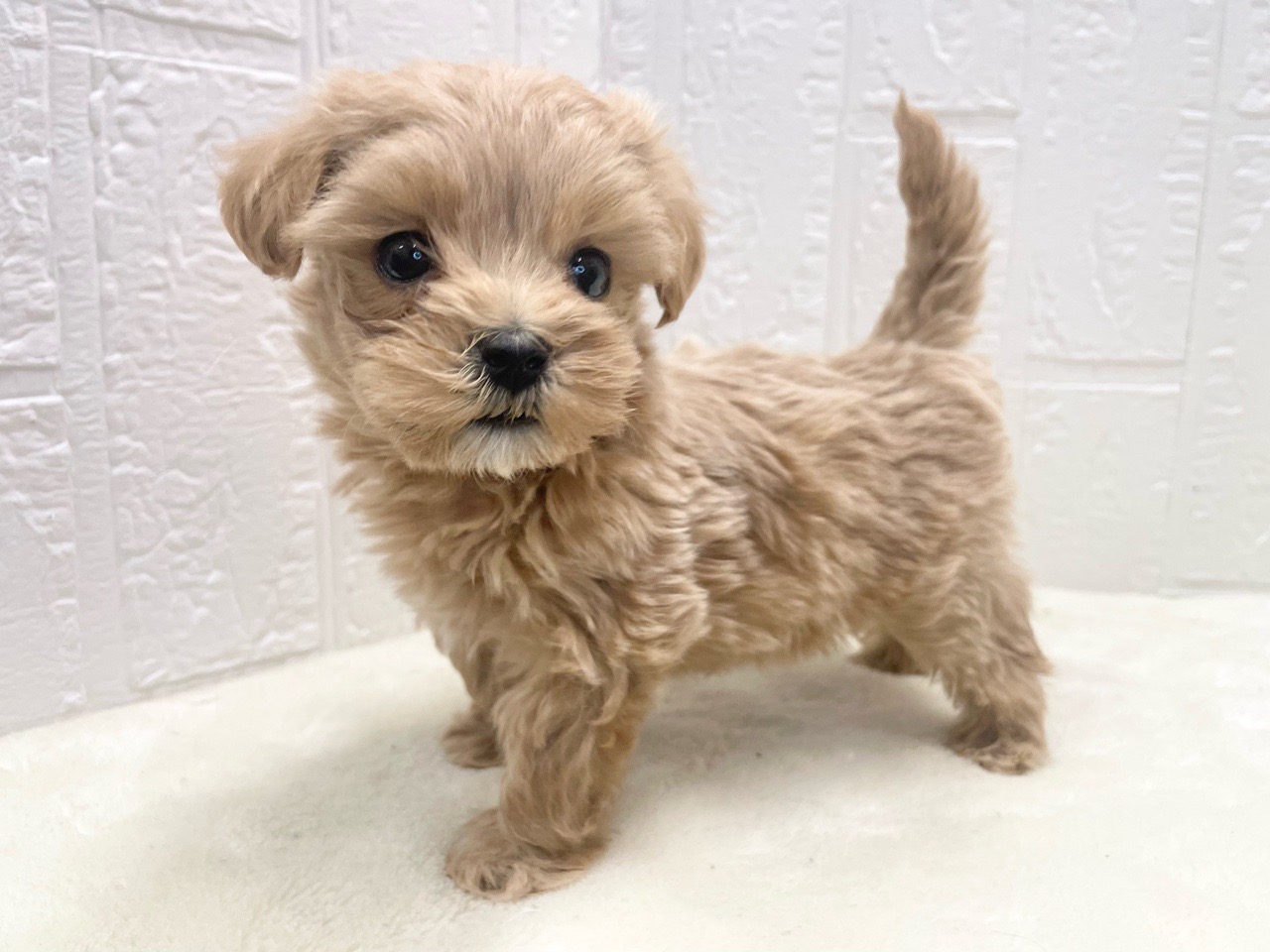 東京都のマルプー(マルチーズ×プードル) (かねだい青梅店/2025年11月29日生まれ/男の子/アプリコット)の子犬の4枚目の画像