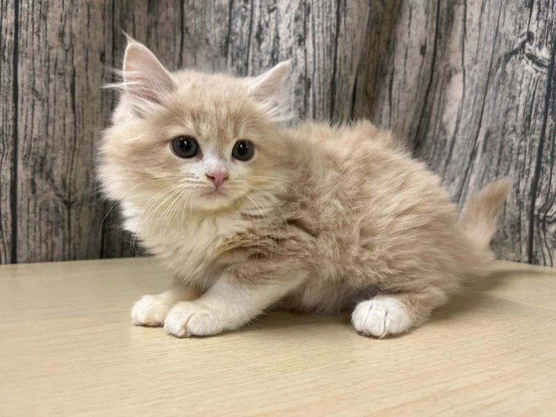 埼玉県のサイベリアン (かねだいアクアパーク店/2025年11月19日生まれ/男の子/クリームタビーホワイト)の子猫