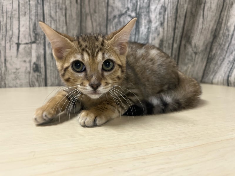 埼玉県のベンガル (かねだいアクアパーク店/2025年11月20日生まれ/男の子/ブラウンスポットタビー)の子猫