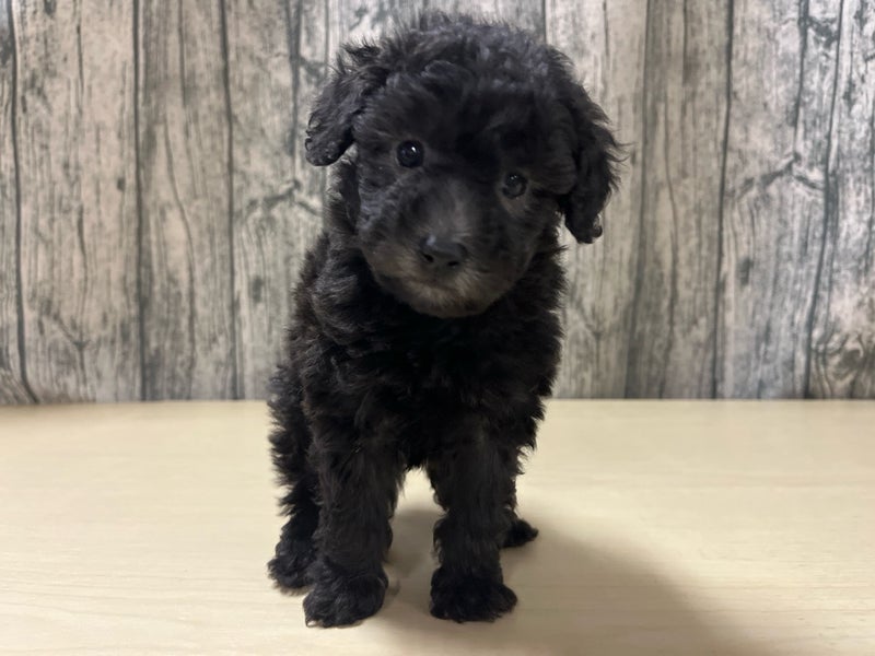 埼玉県のトイプードル(トイ) (かねだいアクアパーク店/2025年11月26日生まれ/男の子/シルバー)の子犬