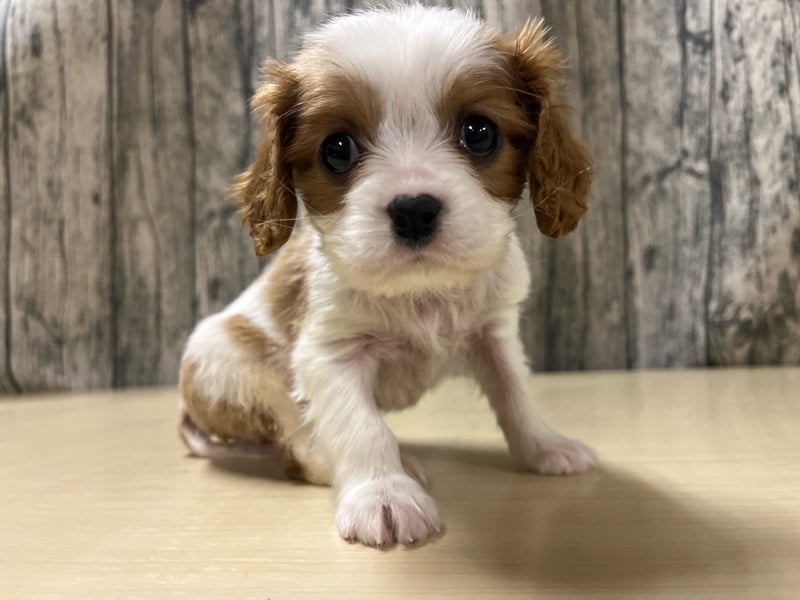 埼玉県のキャバリアキングチャールズスパニエル (かねだいアクアパーク店/2025年11月22日生まれ/男の子/ブレンハイム)の子犬