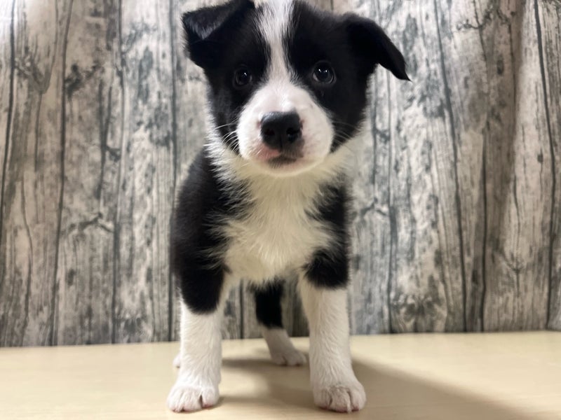 埼玉県のボーダーコリー (かねだいアクアパーク店/2025年11月25日生まれ/女の子/ブラックホワイト)の子犬