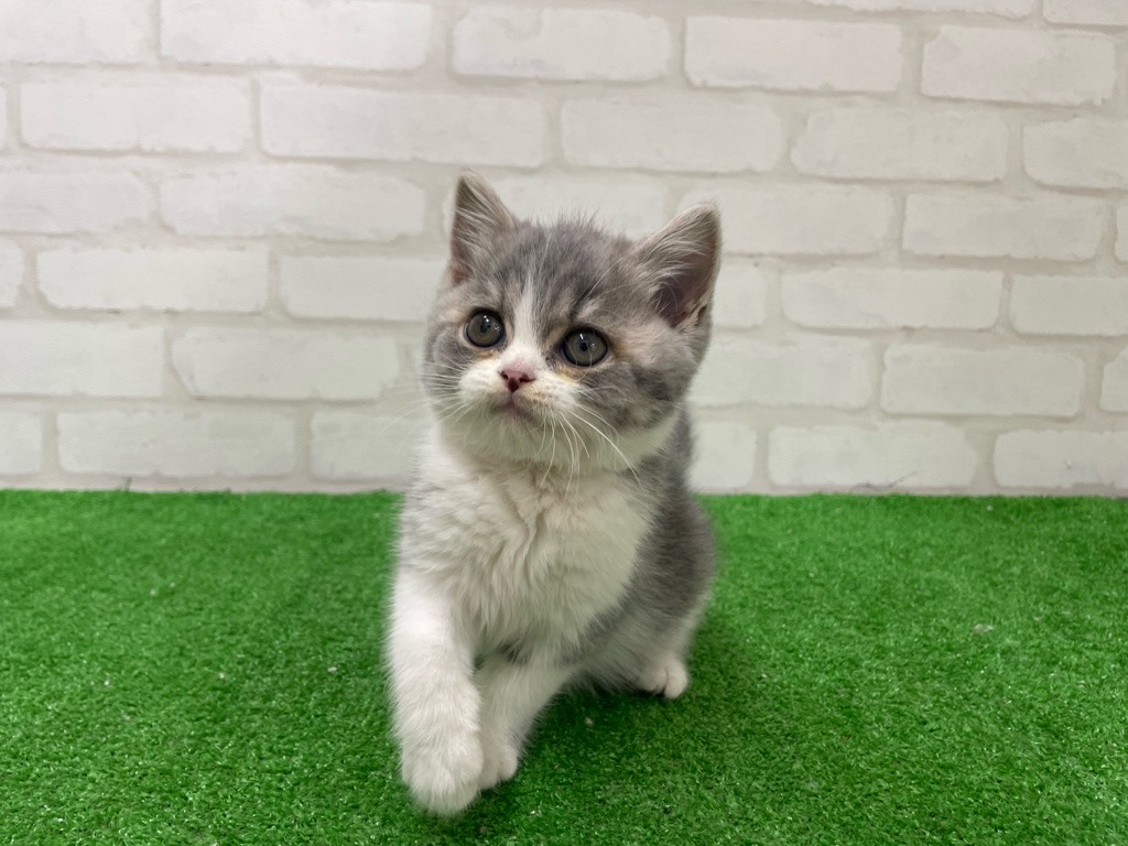 東京都のマンチカン (かねだい立川店/2025年11月29日生まれ/男の子/ブルータビー)の子猫