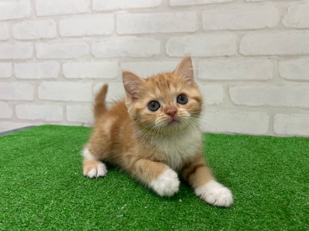 東京都のスコティッシュフォールド (かねだい立川店/2025年11月29日生まれ/女の子/レッドタビーホワイト)の子猫