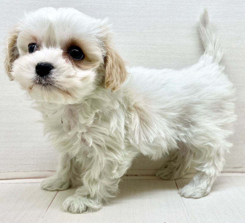 千葉県のマルキャバ/キャバチーズ(マルチーズ×キャバリア) (かねだい八千代店/2025年11月28日生まれ/女の子/ブレンハイム)の子犬の1枚目の画像