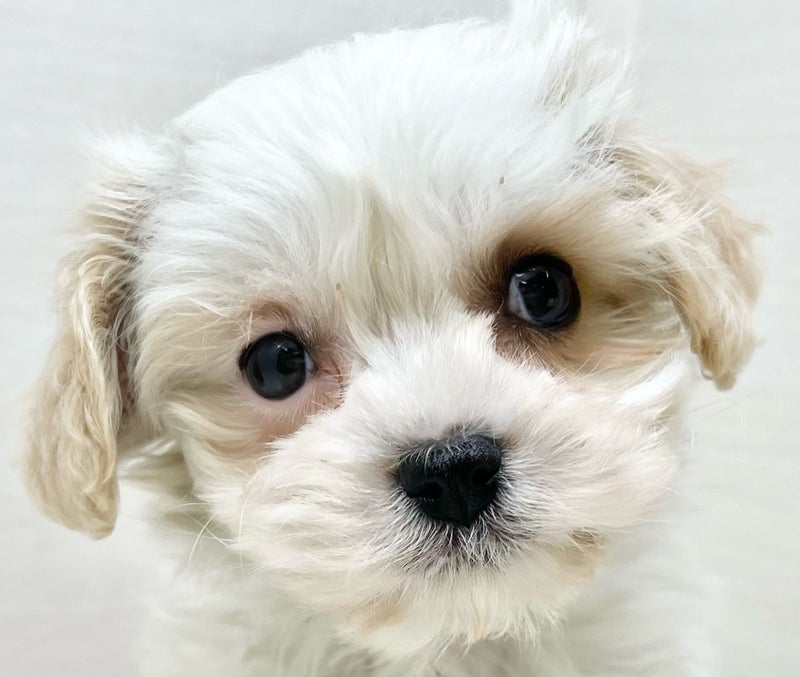 千葉県のマルキャバ/キャバチーズ(マルチーズ×キャバリア) (かねだい八千代店/2025年11月28日生まれ/女の子/ブレンハイム)の子犬の2枚目の画像