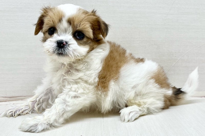 千葉県のマルズー/マルシーズ(マルチーズ×シーズー) (かねだい八千代店/2025年11月29日生まれ/男の子/ホワイト)の子犬の1枚目の画像