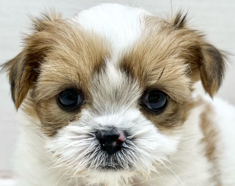 千葉県のマルズー/マルシーズ(マルチーズ×シーズー) (かねだい八千代店/2025年11月29日生まれ/男の子/ホワイト)の子犬の2枚目の画像