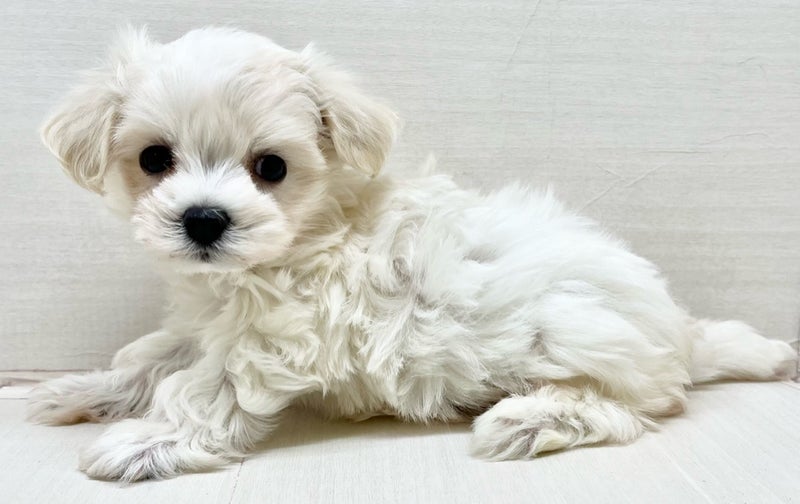 千葉県のマルチーズ×(マルチーズ×ダックス) (かねだい八千代店/2025年11月29日生まれ/男の子/ホワイト)の子犬