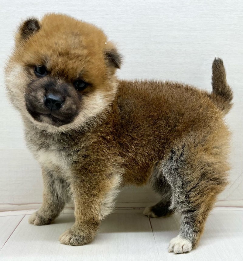 千葉県の豆柴犬×柴犬 (かねだい八千代店/2025年11月30日生まれ/男の子/赤)の子犬