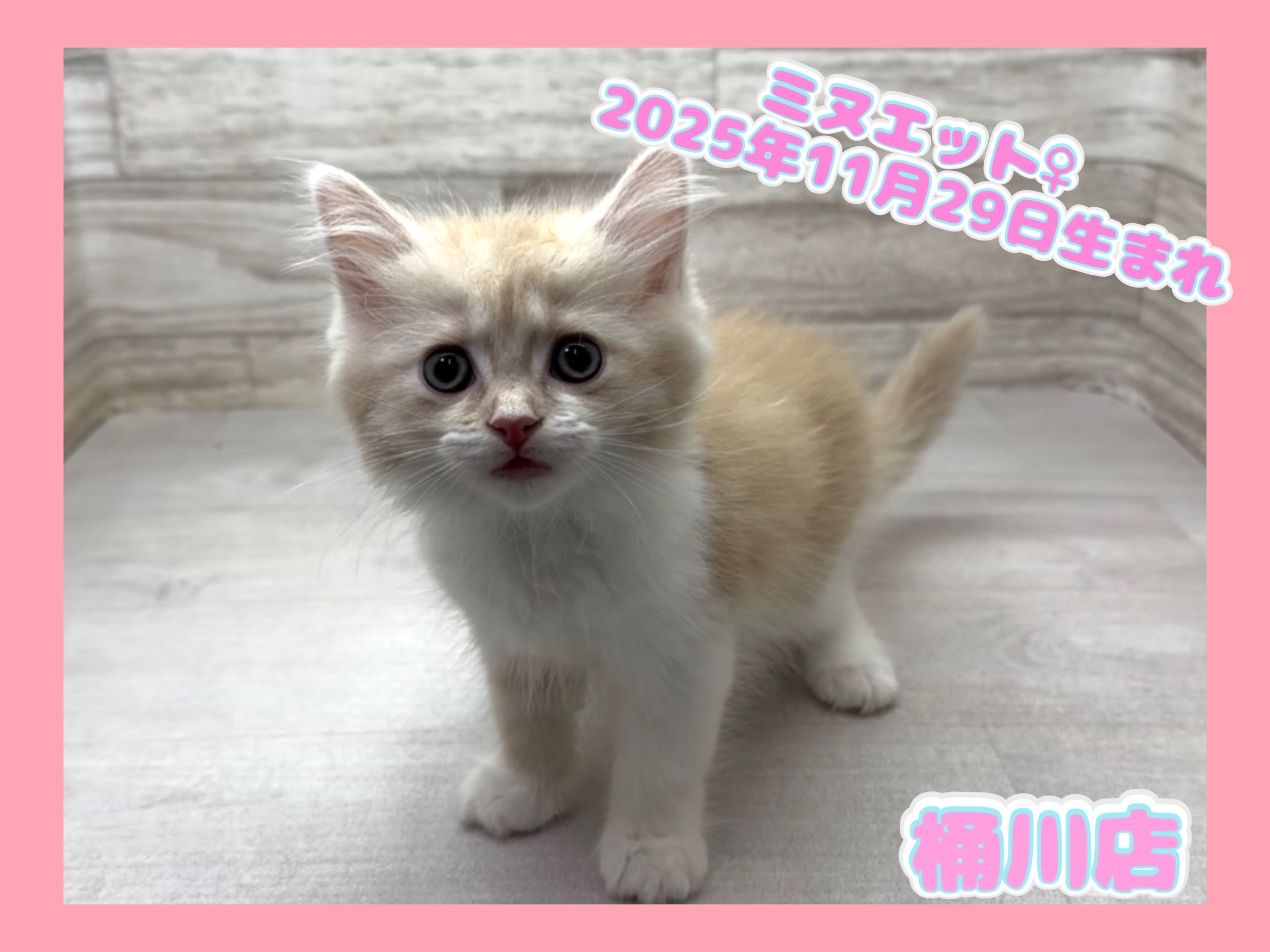 埼玉県のミヌエット (かねだい桶川店/2025年11月29日生まれ/女の子/クリームタビーホワイト)の子猫の1枚目の画像