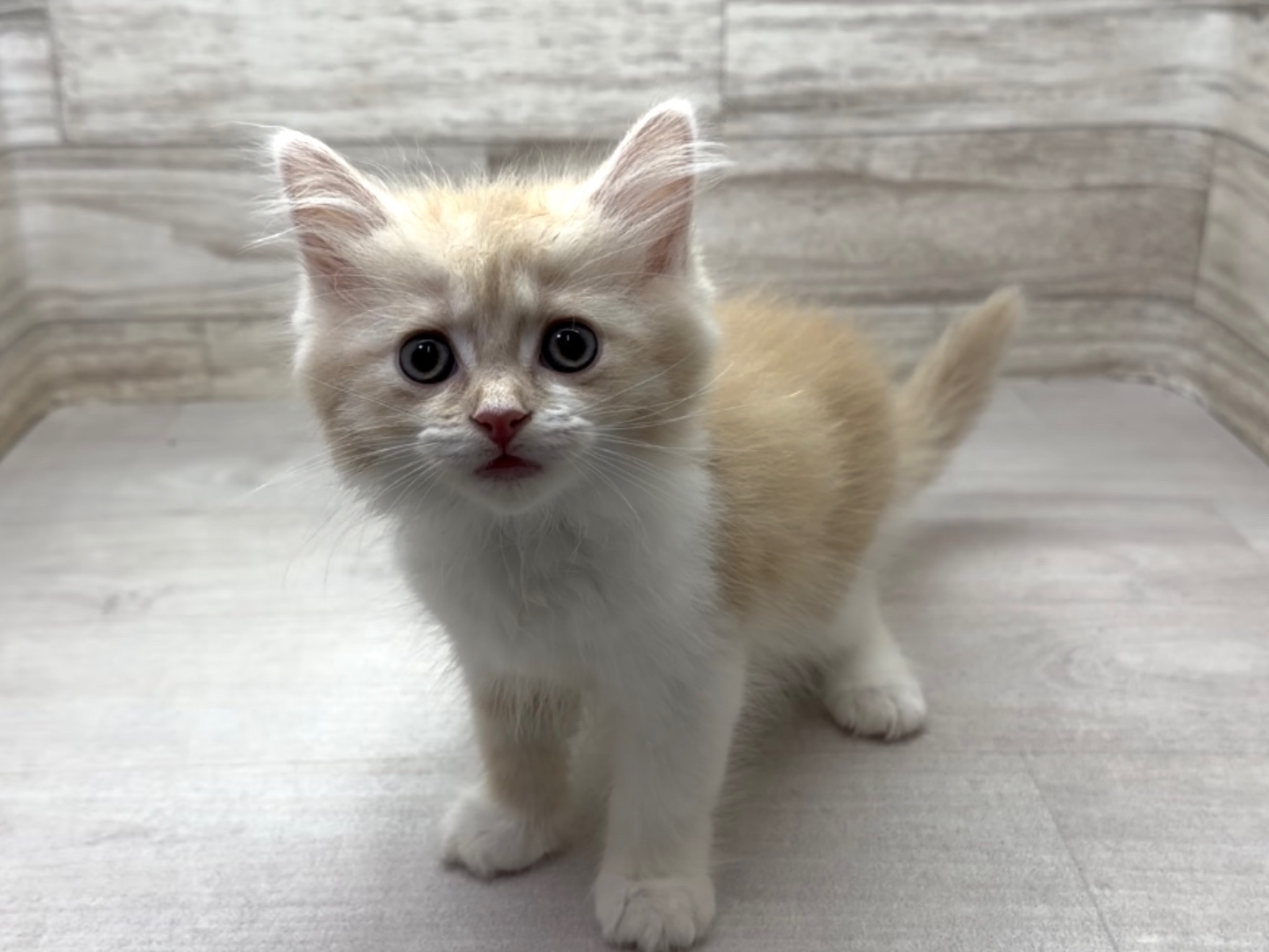 埼玉県のミヌエット (かねだい桶川店/2025年11月29日生まれ/女の子/クリームタビーホワイト)の子猫の2枚目の画像