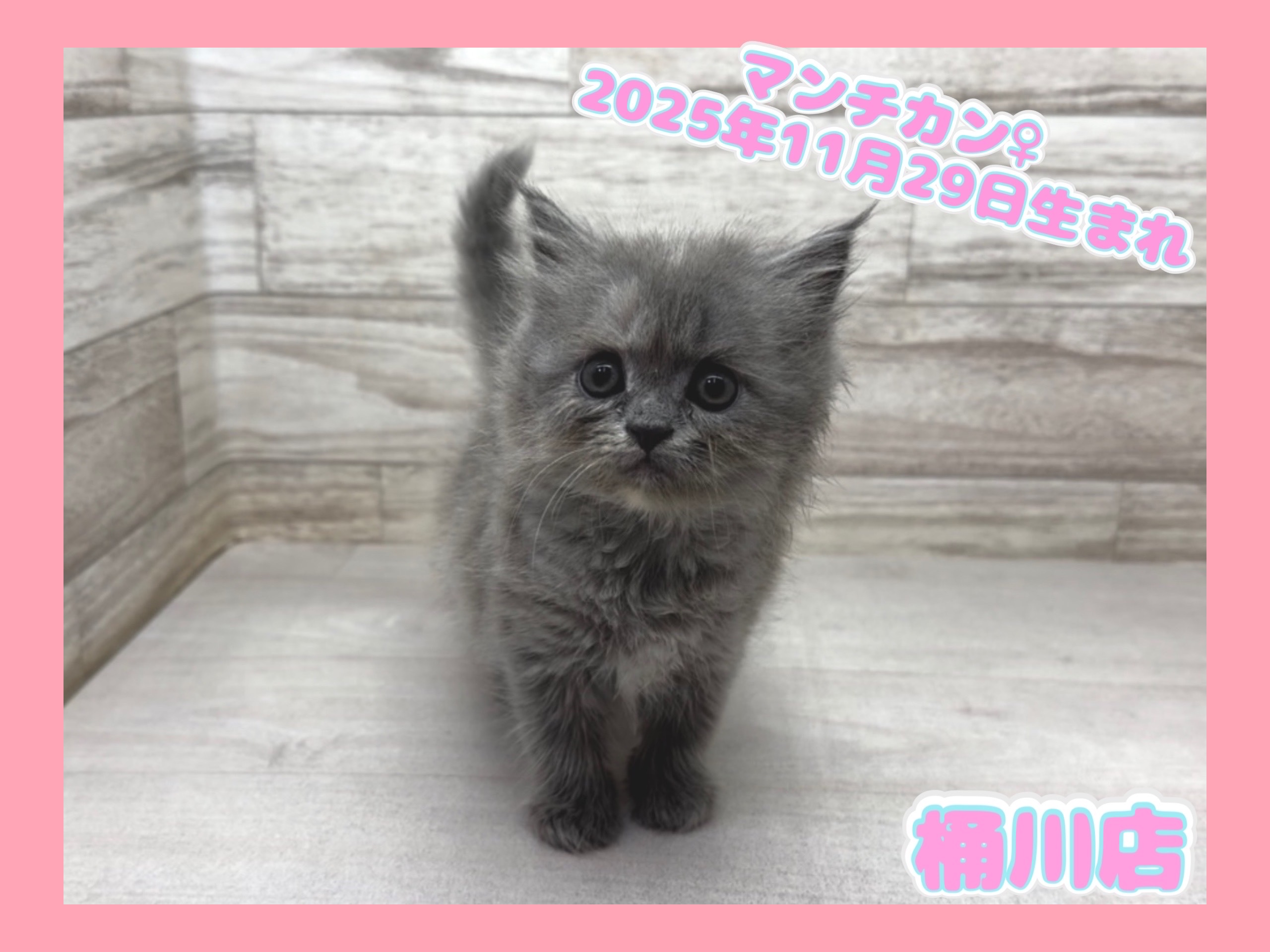 埼玉県のマンチカン (かねだい桶川店/2025年11月29日生まれ/女の子/ブルークリーム)の子猫の1枚目の画像