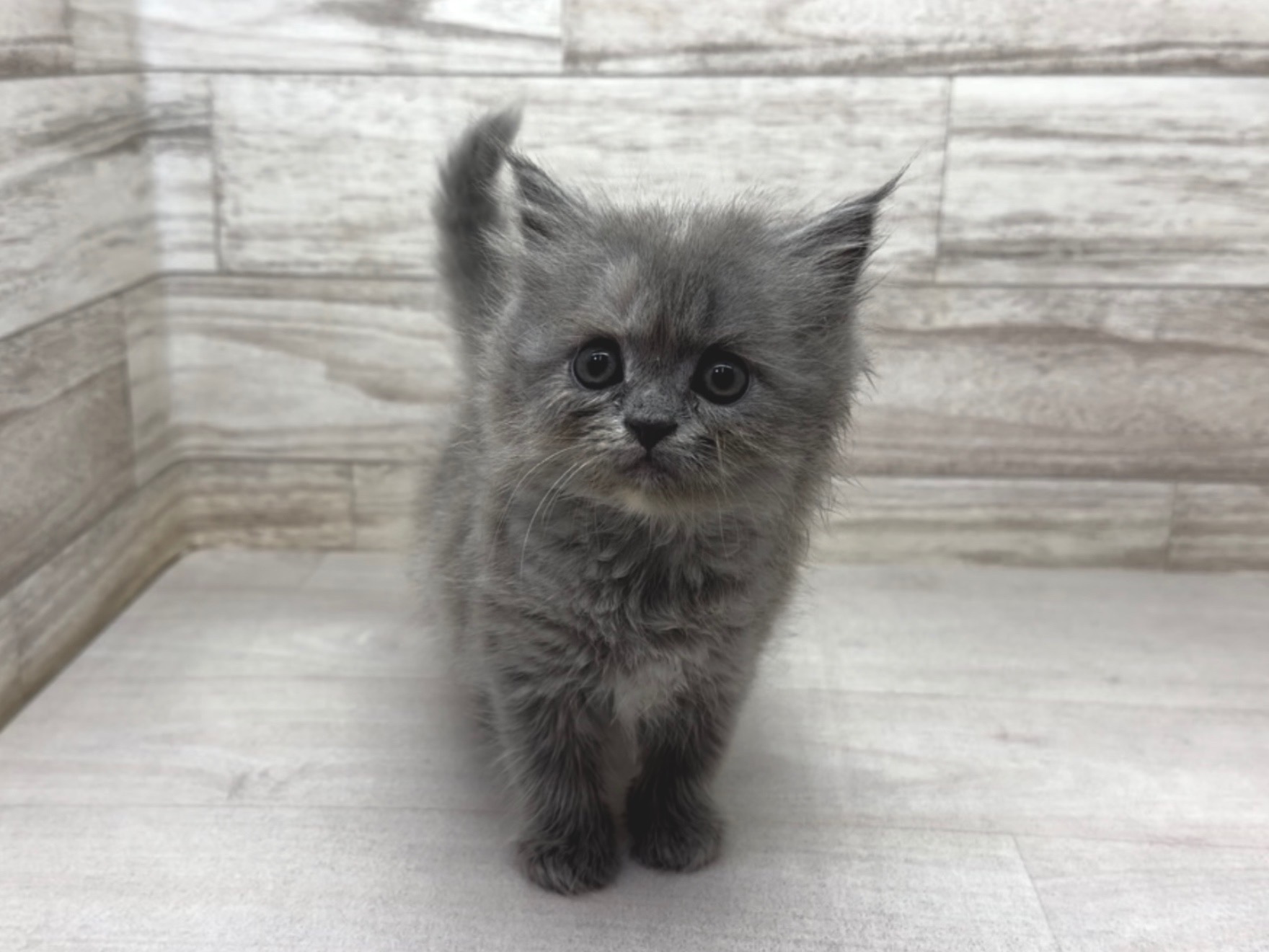 埼玉県のマンチカン (かねだい桶川店/2025年11月29日生まれ/女の子/ブルークリーム)の子猫の2枚目の画像