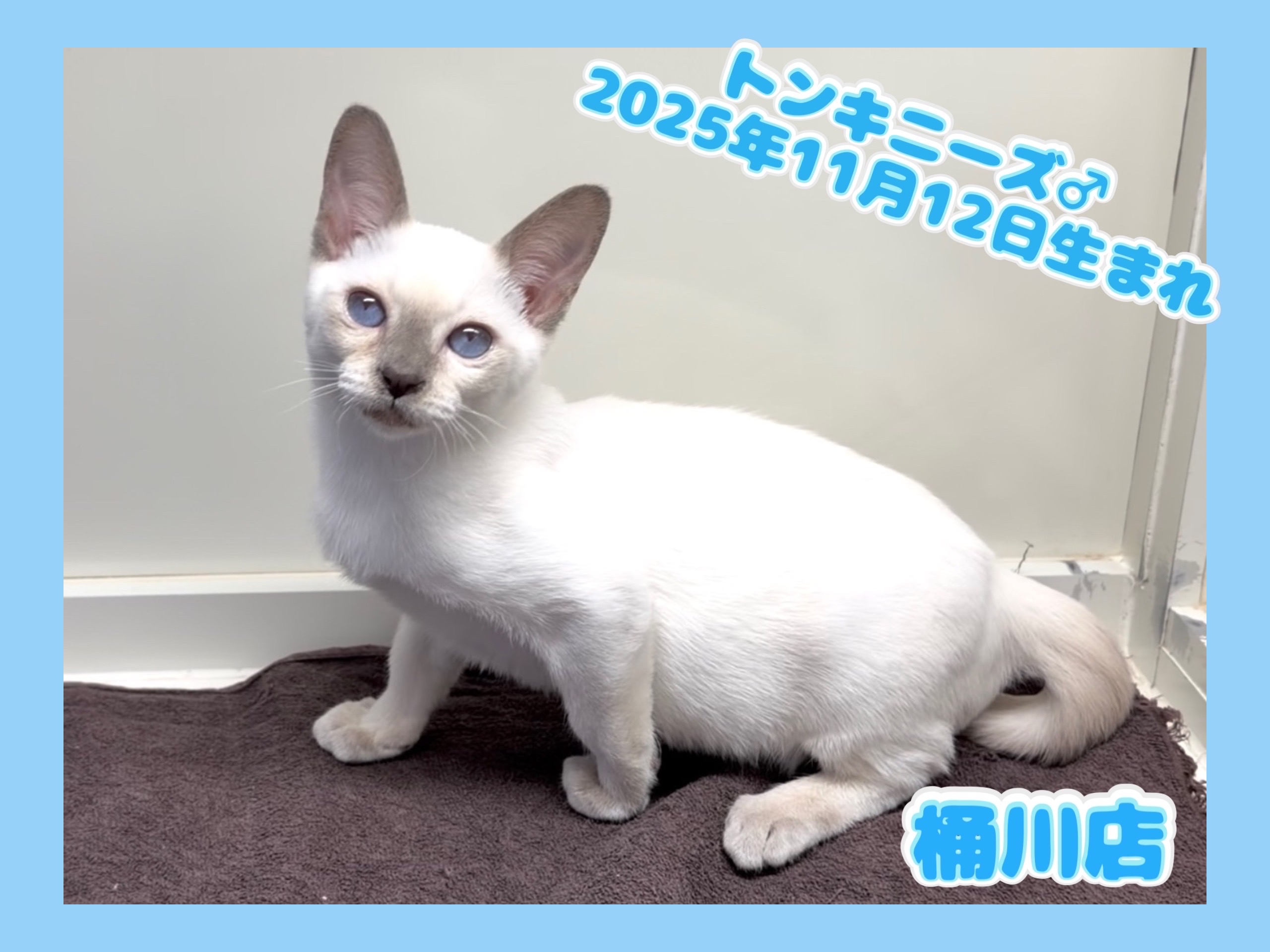 埼玉県のトンキニーズ (かねだい桶川店/2025年11月12日生まれ/男の子/プラチナポイント)の子猫の1枚目の画像