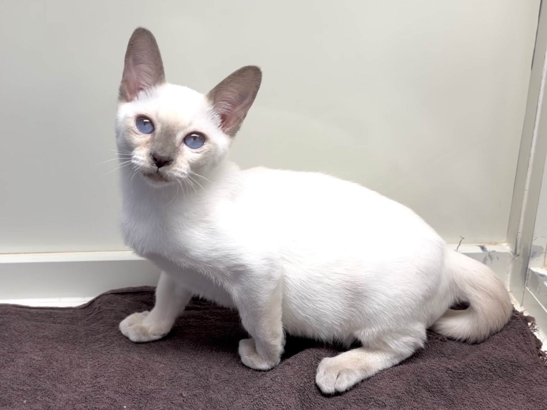 埼玉県のトンキニーズ (かねだい桶川店/2025年11月12日生まれ/男の子/プラチナポイント)の子猫の2枚目の画像