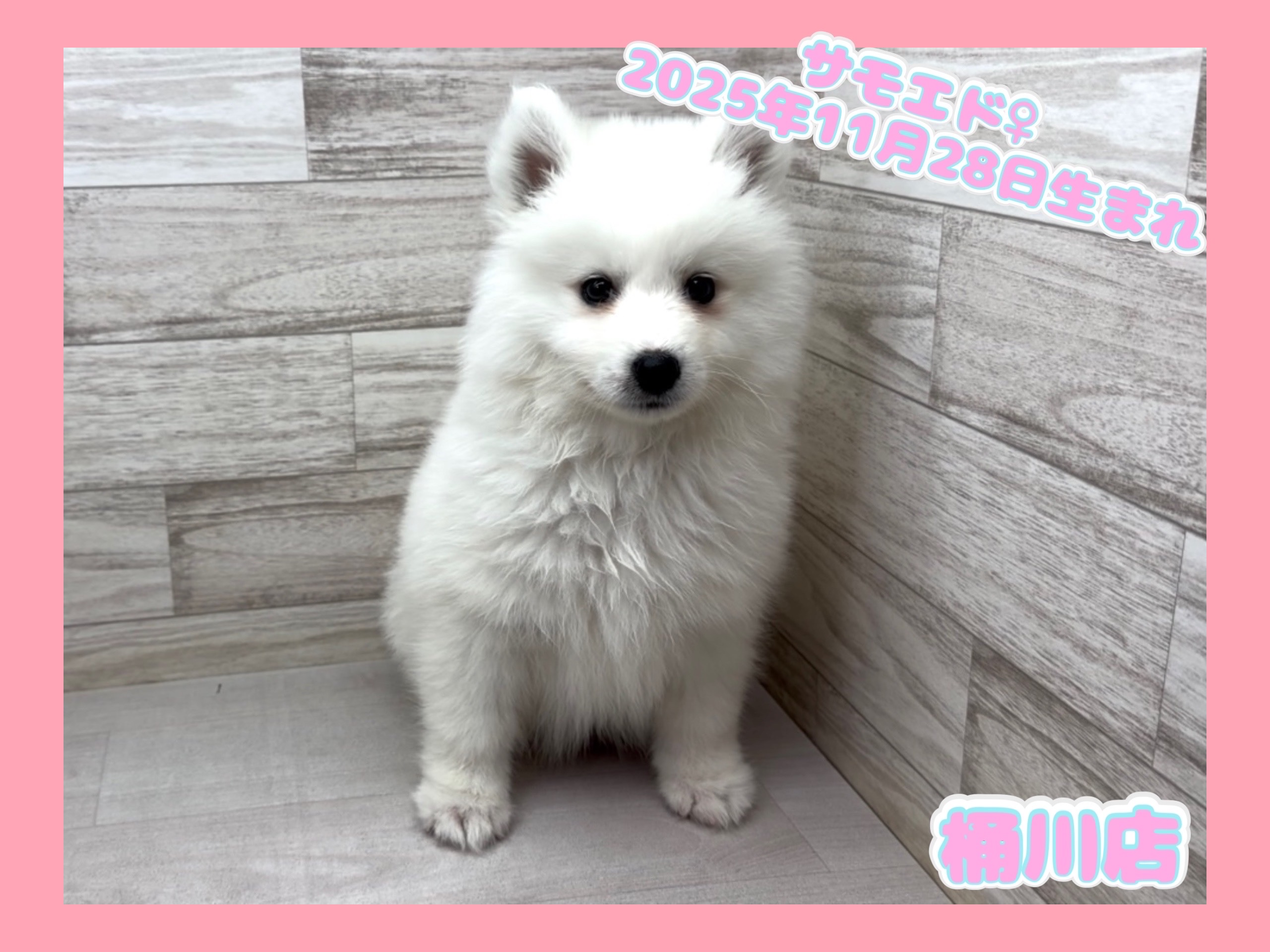 埼玉県のサモエド (かねだい桶川店/2025年11月28日生まれ/女の子/ホワイト)の子犬の1枚目の画像