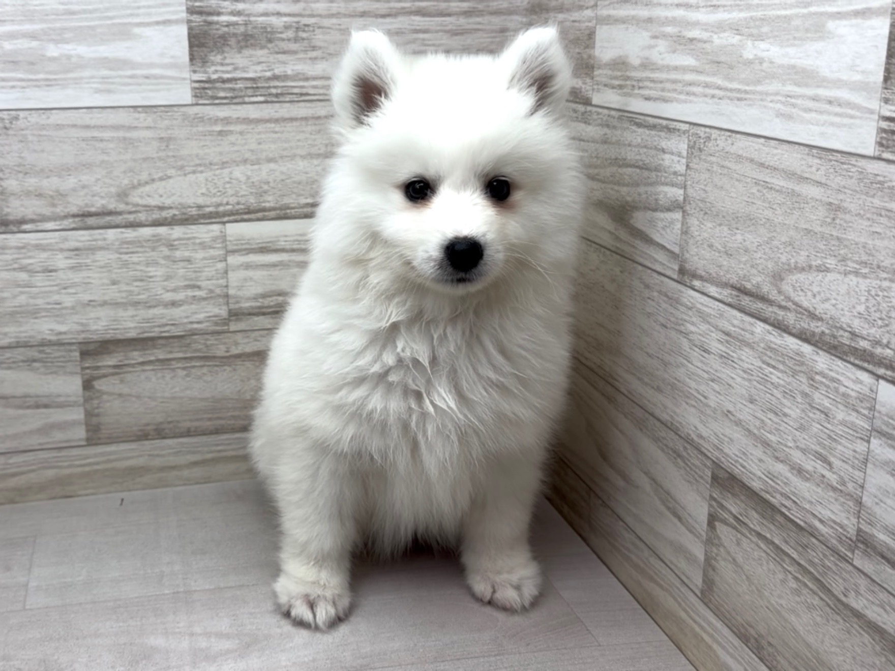 埼玉県のサモエド (かねだい桶川店/2025年11月28日生まれ/女の子/ホワイト)の子犬の2枚目の画像