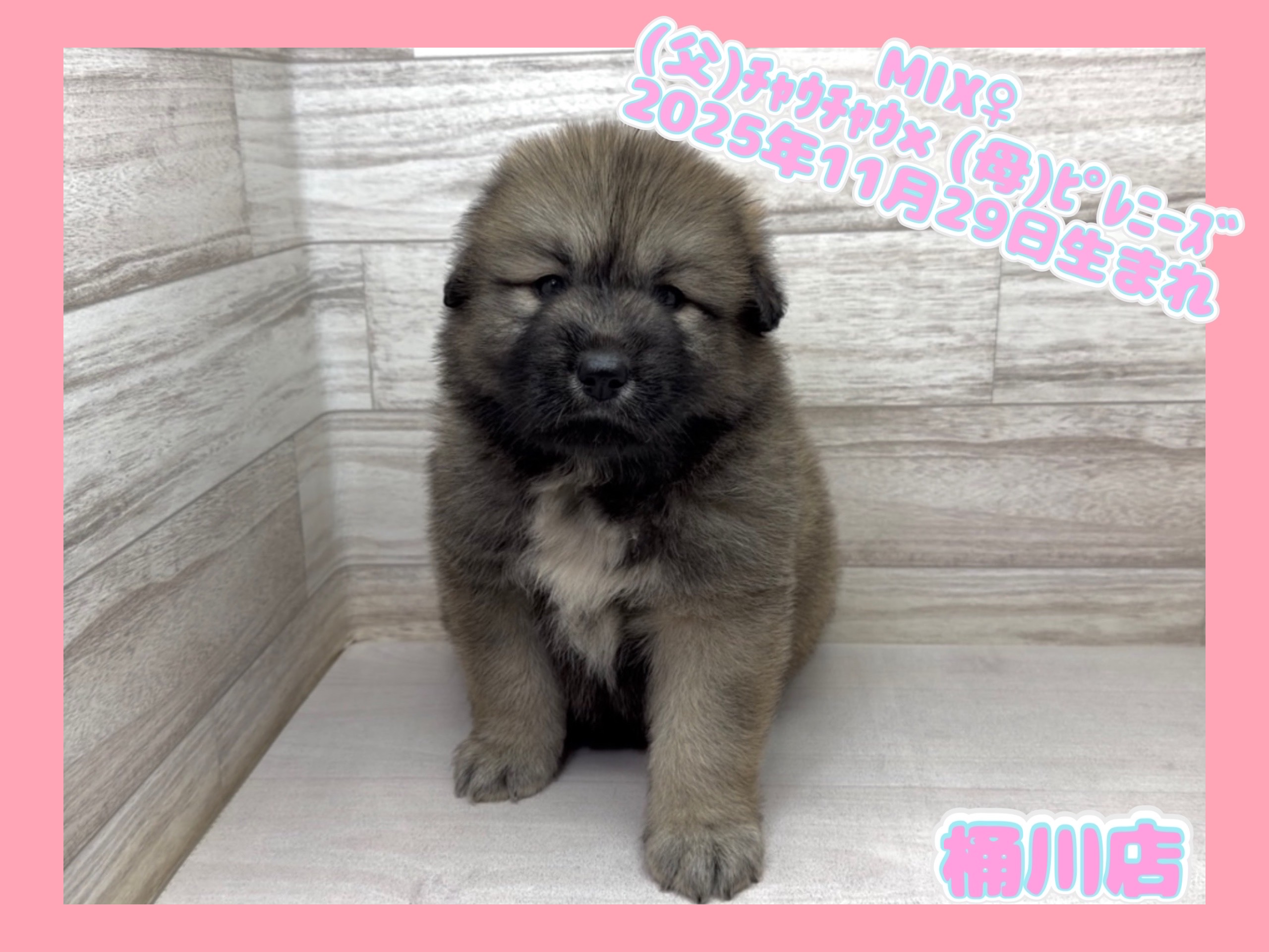 埼玉県のハーフ犬・ミックス犬 (かねだい桶川店/2025年11月29日生まれ/女の子/その他色)の子犬の1枚目の画像