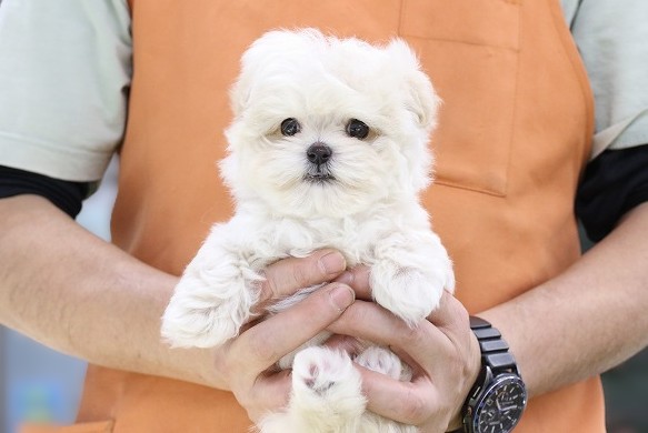 埼玉県のマルプー(マルチーズ×プードル) (かねだい草加店/2025年11月29日生まれ/男の子/ホワイト)の子犬の1枚目の画像