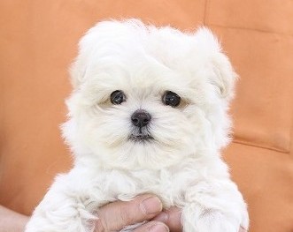 埼玉県のマルプー(マルチーズ×プードル) (かねだい草加店/2025年11月29日生まれ/男の子/ホワイト)の子犬の2枚目の画像