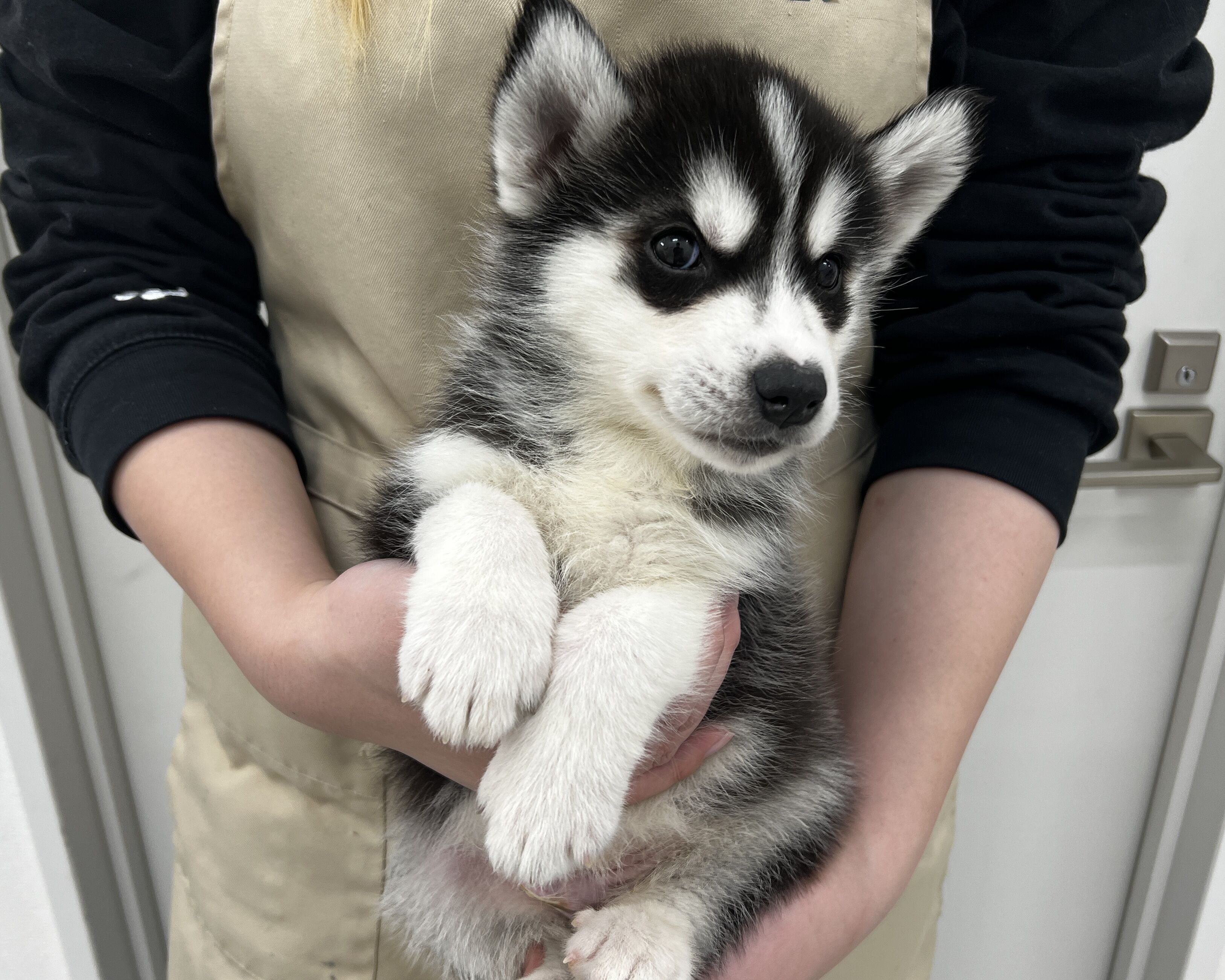 千葉県のシベリアンハスキー (かねだい千葉店/2025年11月30日生まれ/男の子/ブラックホワイト)の子犬の1枚目の画像