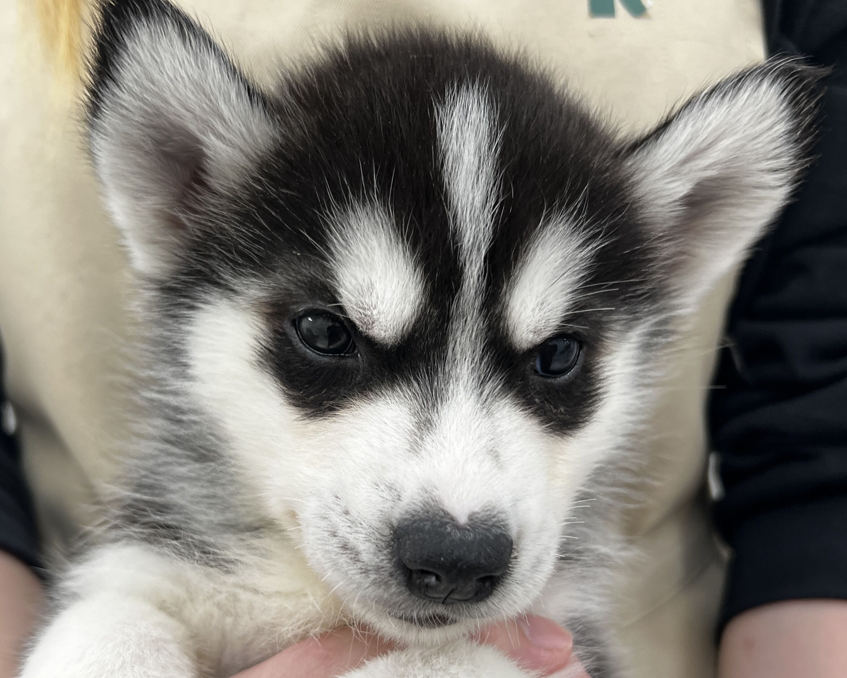 千葉県のシベリアンハスキー (かねだい千葉店/2025年11月30日生まれ/男の子/ブラックホワイト)の子犬の2枚目の画像