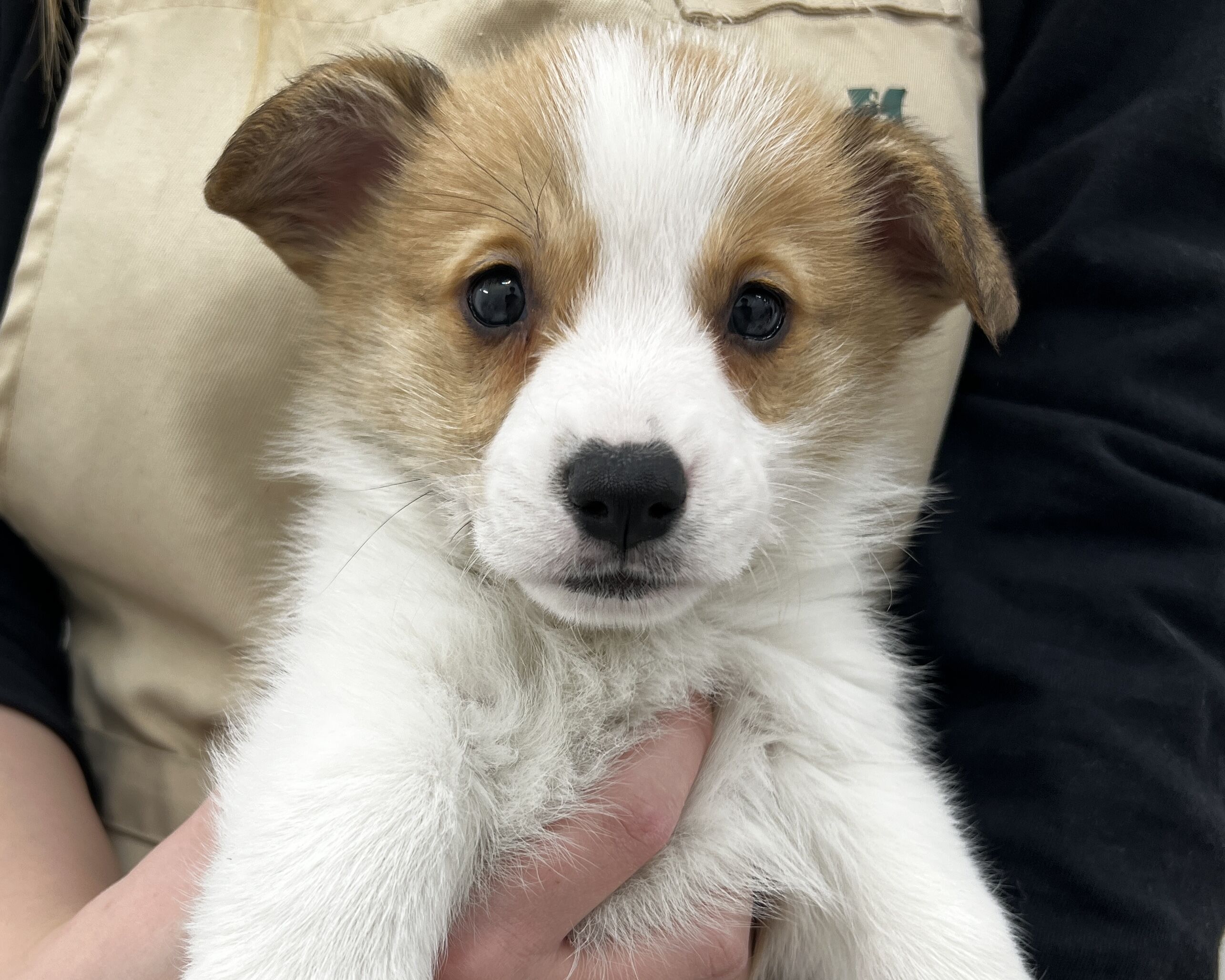 千葉県のウェルシュコーギーペンブローク (かねだい千葉店/2025年11月27日生まれ/男の子/レッドホワイト)の子犬の2枚目の画像