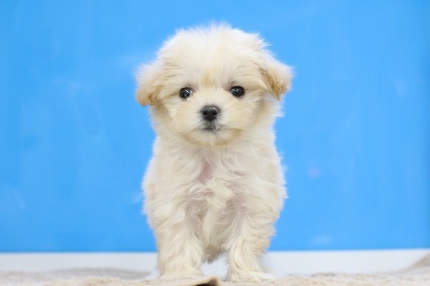 埼玉県のマルプー(マルチーズ×プードル) (かねだい草加店/2025年11月29日生まれ/男の子/アプリコット)の子犬の1枚目の画像